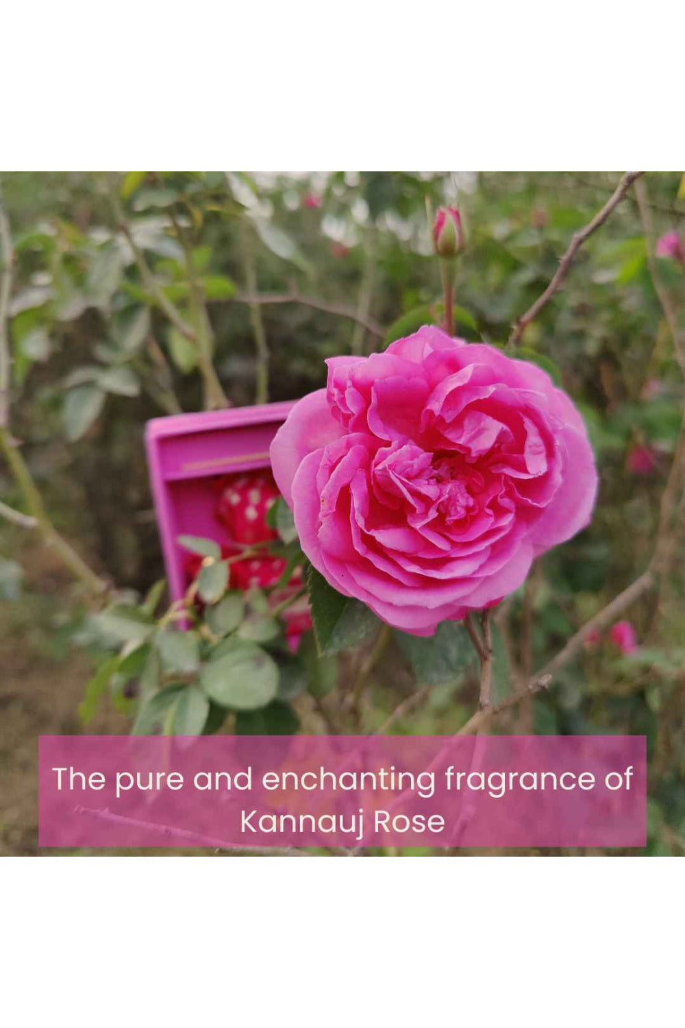 Boond Fragrances | Gulabi Natural Perfume Oil (Indian Rose Attar)